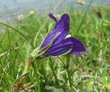 genus Campanula. Верхушка побега с цветком. Дагестан, Акушинский р-н, окр. с. Акуша, ок. 2000 м н.у.м., субальпийский луг. 06.06.2019.