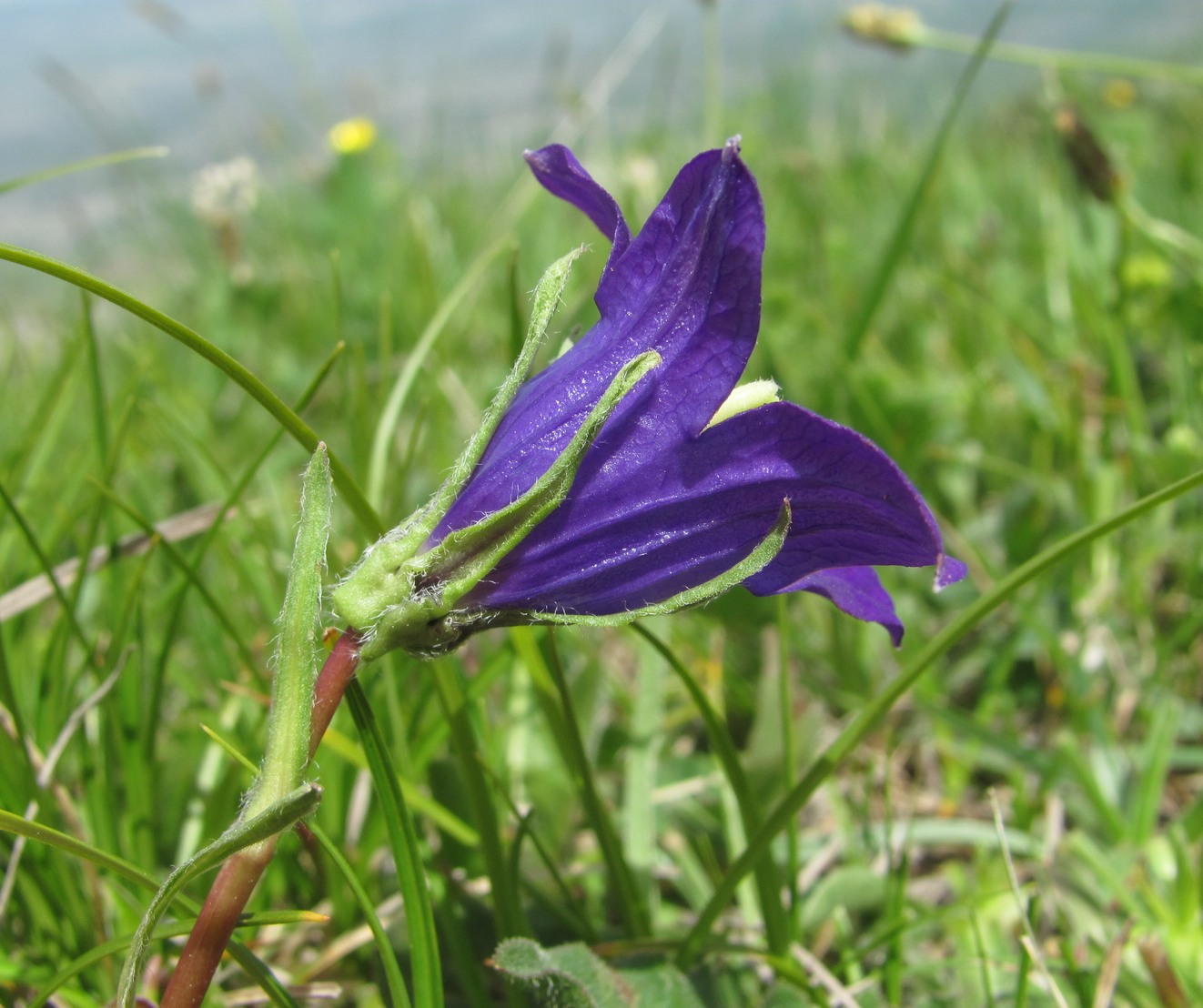 Изображение особи род Campanula.