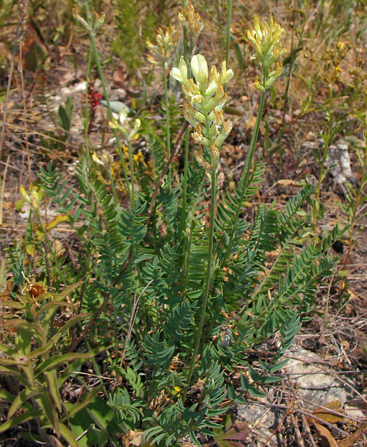 Image of Oxytropis hippolyti specimen.