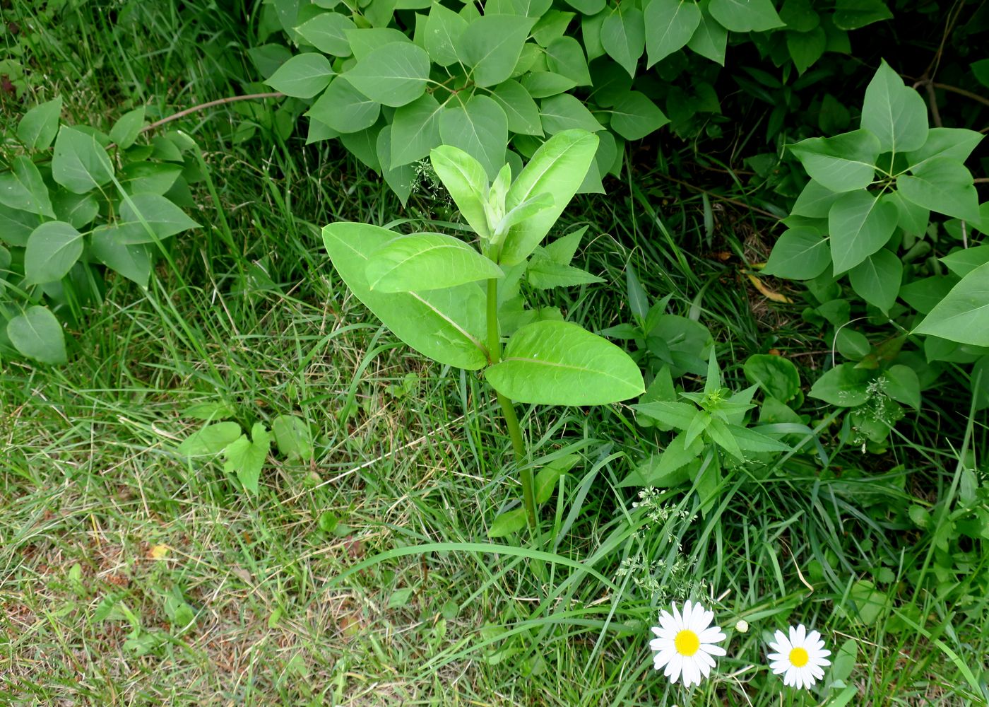 Изображение особи Asclepias syriaca.