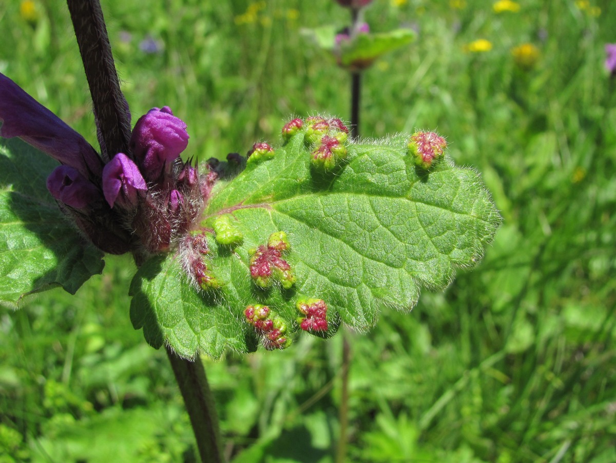 Изображение особи Betonica macrantha.