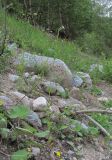 Silene noctiflora. Цветущее растение. Кабардино-Балкария, Эльбрусский р-н, берег р. Герхожансу, ок. 1550 м н.у.м. 02.07.2019.