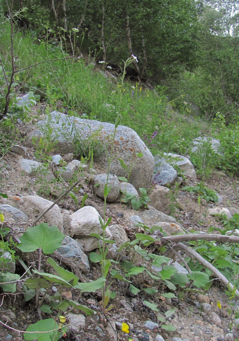 Image of Silene noctiflora specimen.
