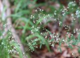 Galium sylvaticum. Верхушка цветущего растения. Германия, Нижняя Саксония, окр. поселения Брюгген, опушка кленово-буково-ясеневого леса. 17.07.2019.