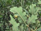 Quercus pubescens. Часть ветви; видны листья снизу, некоторые из которых с галлами. Дагестан, окр. с. Талги, склон горы. 05.06.2019.