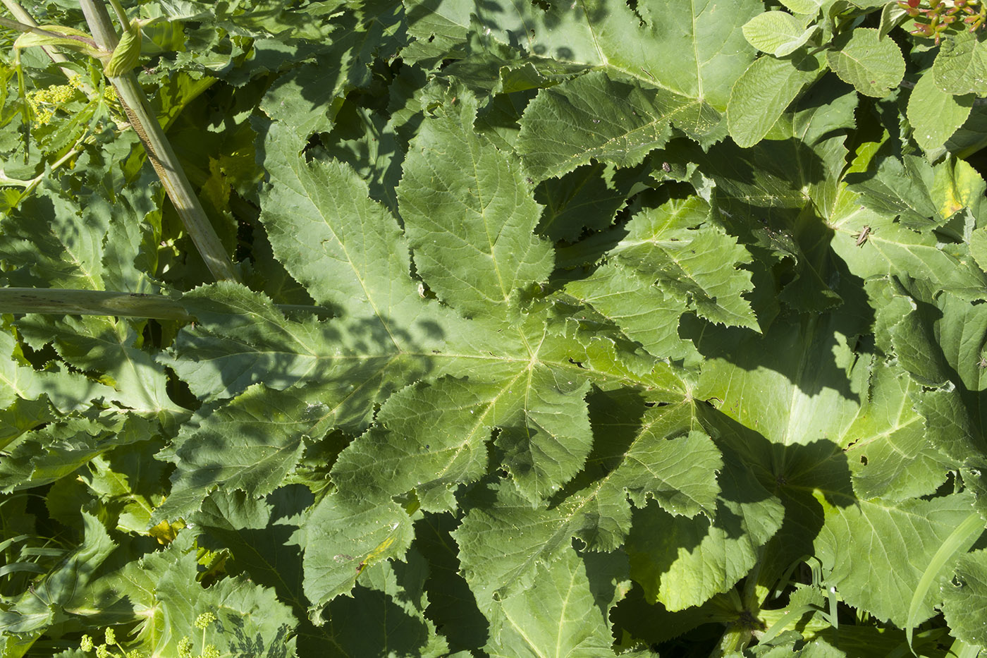 Image of Angelica tatianae specimen.