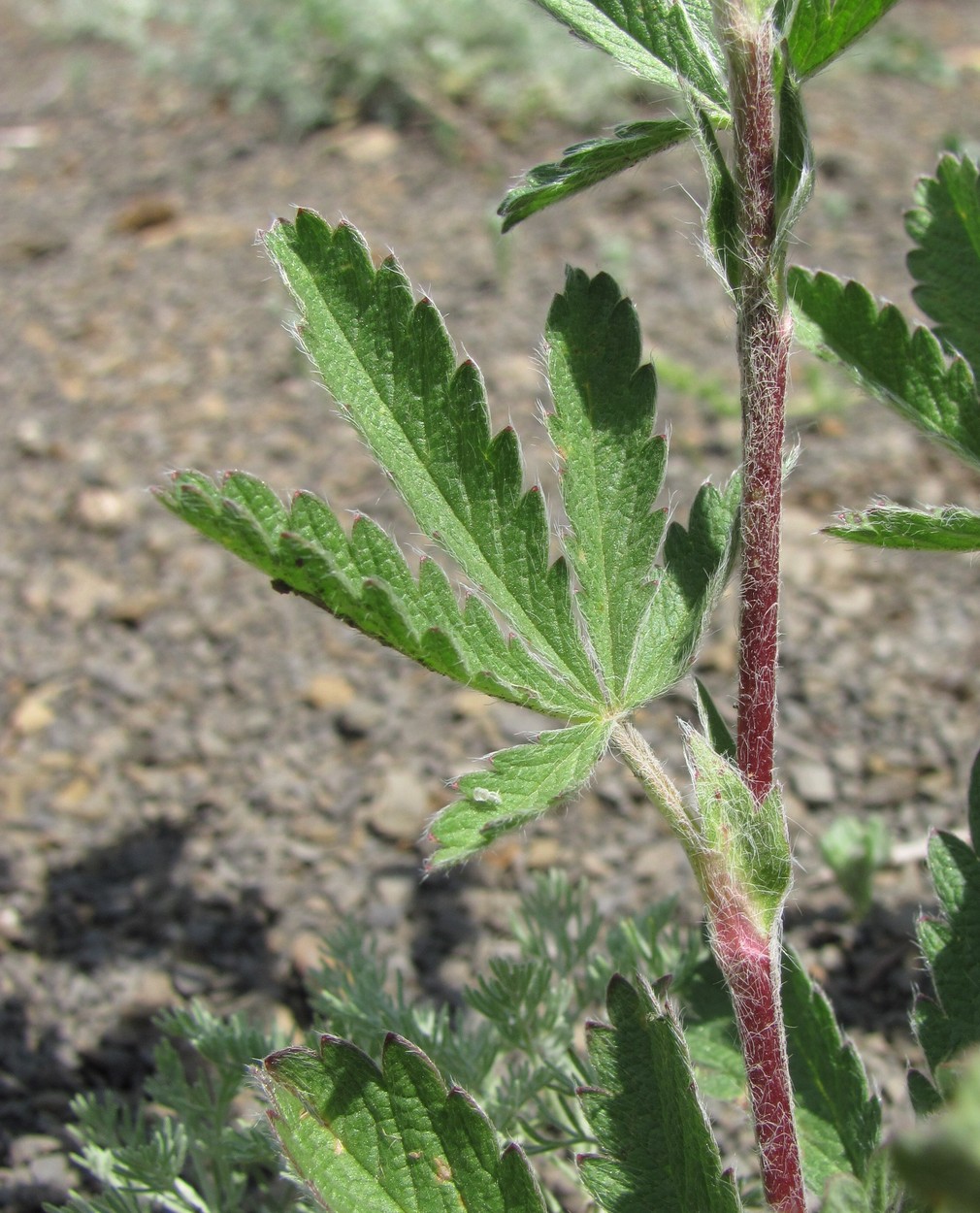 Изображение особи Potentilla recta.