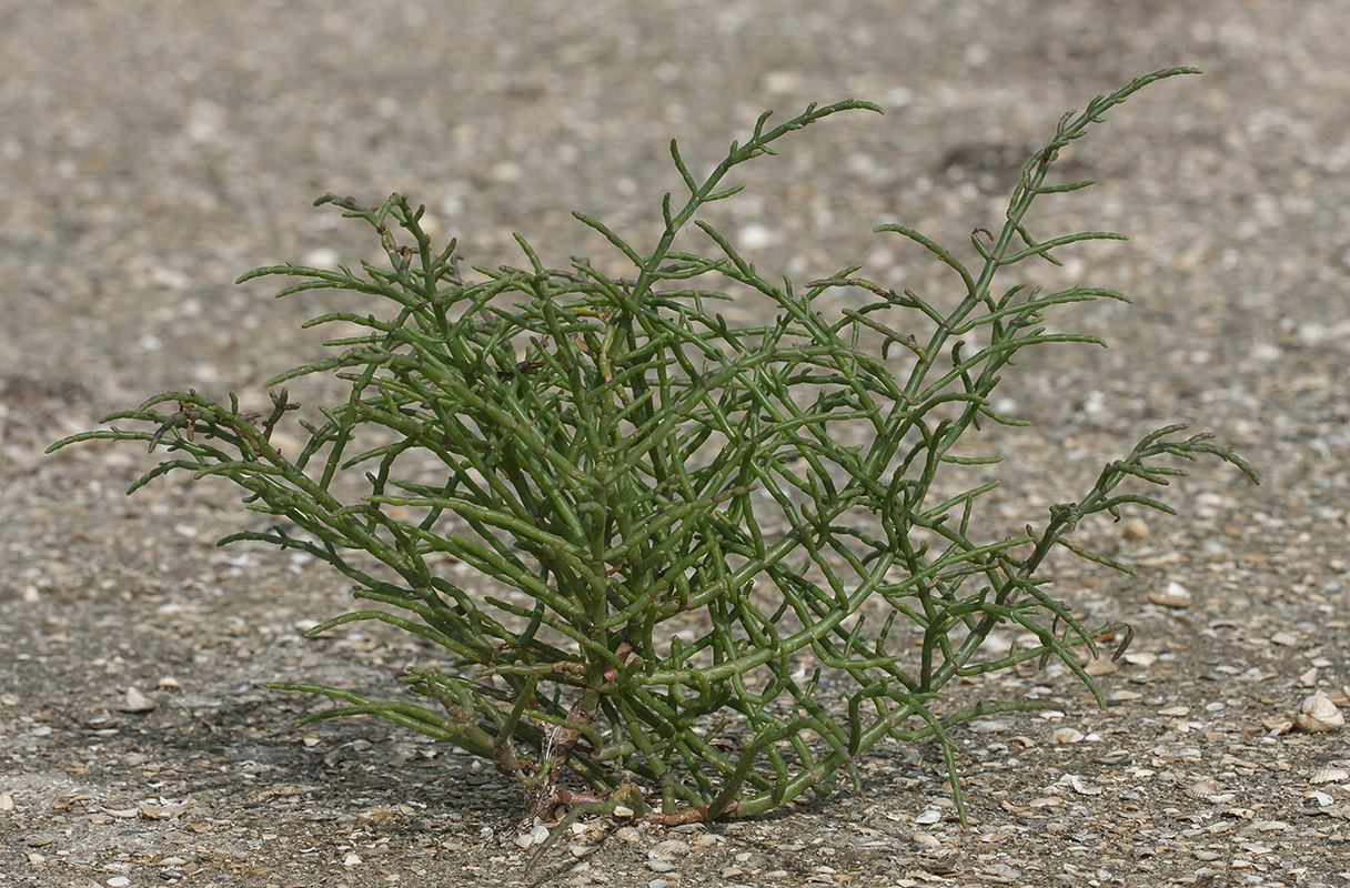 Изображение особи Salicornia perennans.