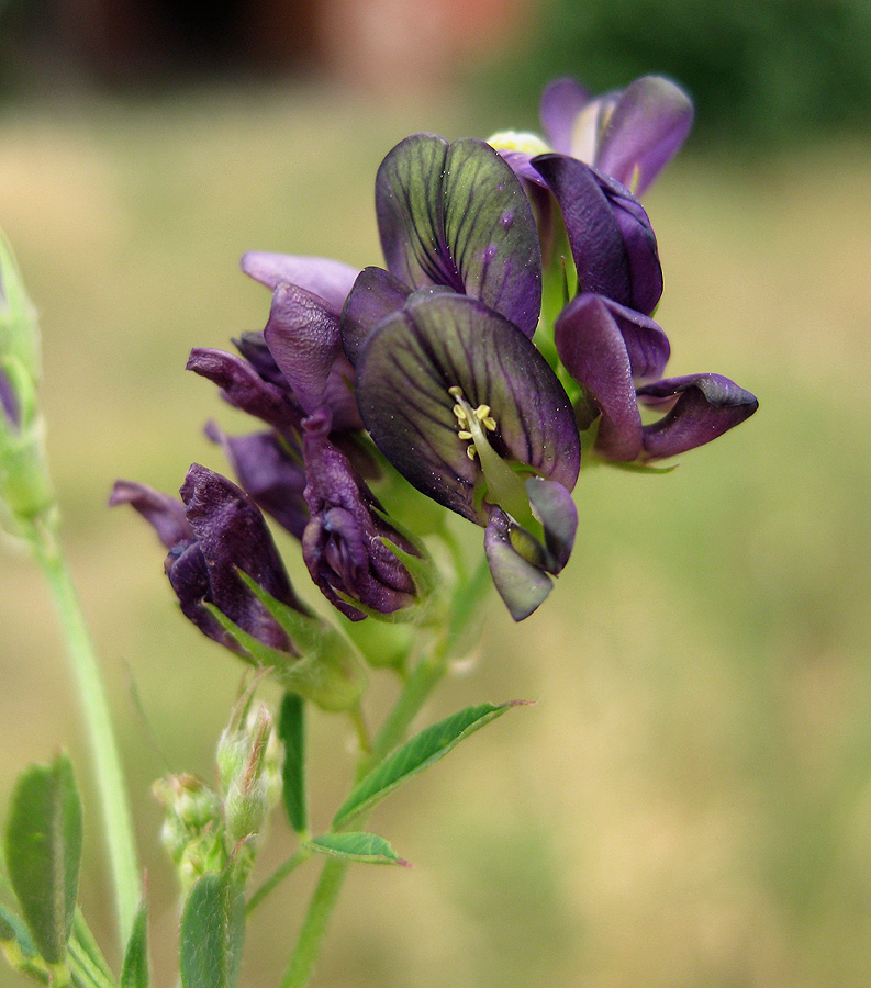 Image of Medicago × varia specimen.