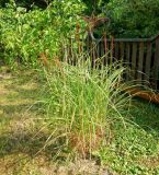 Miscanthus sinensis
