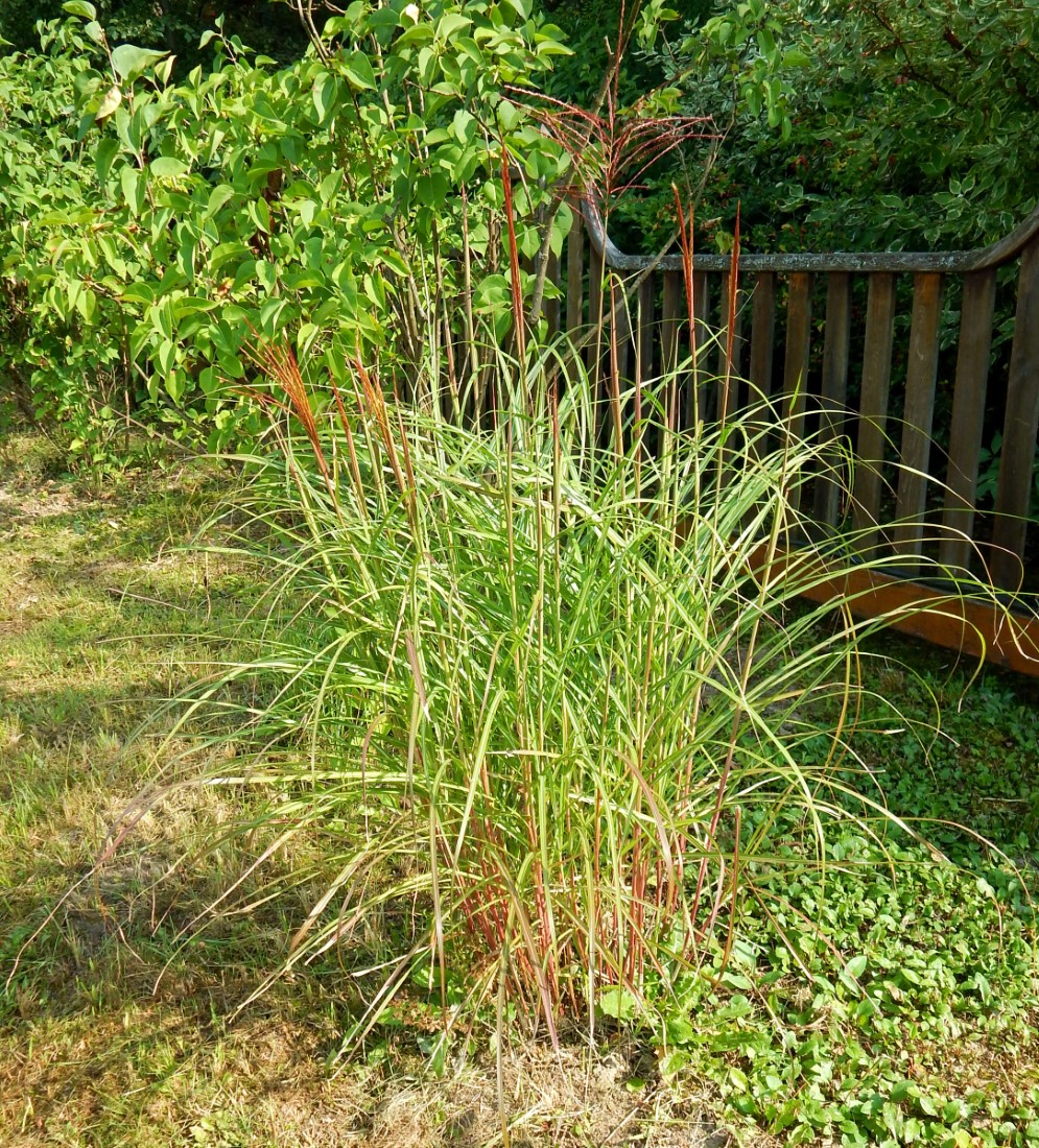 Изображение особи Miscanthus sinensis.