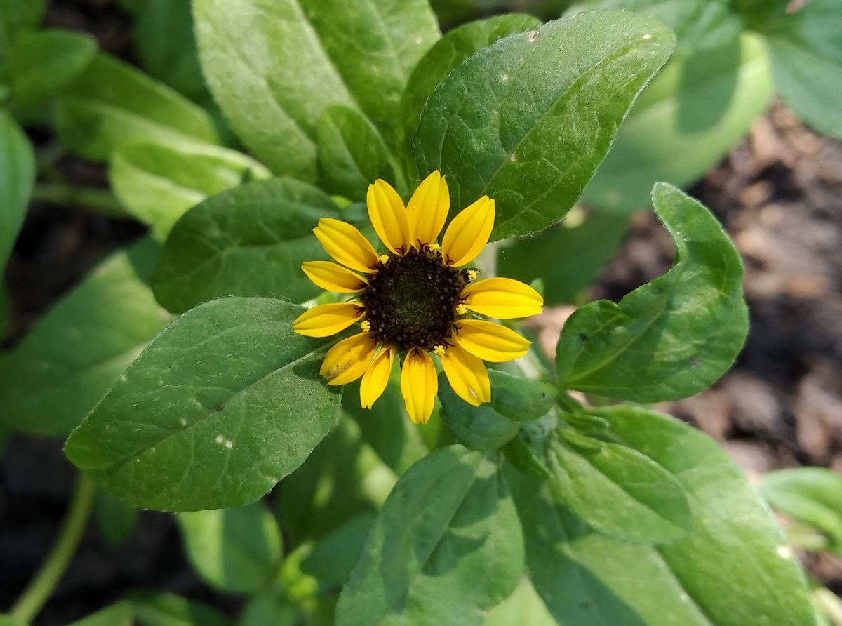 Изображение особи Sanvitalia procumbens.