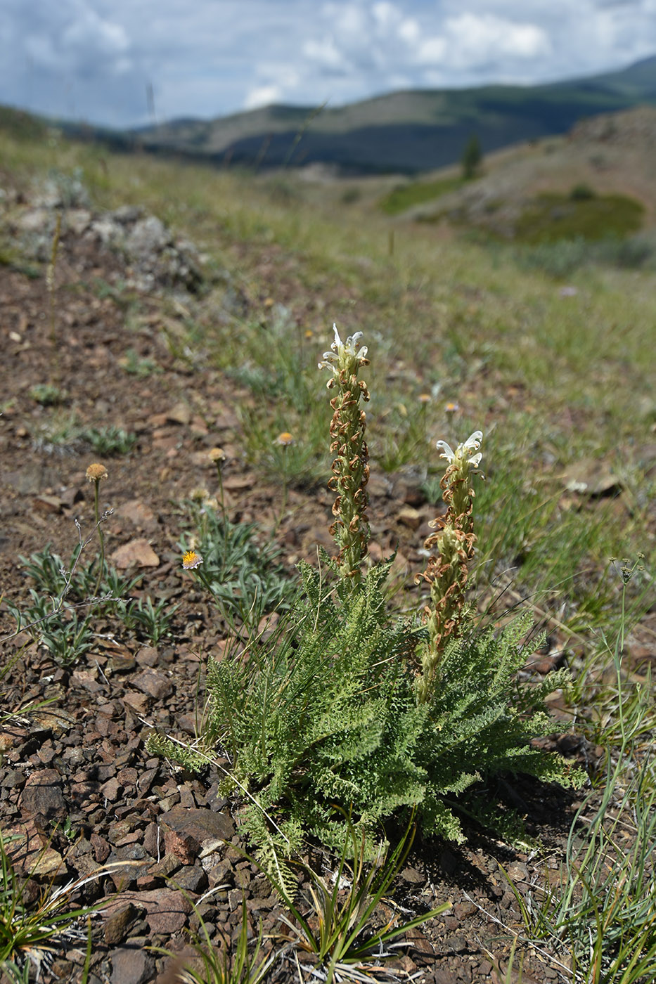 Изображение особи Pedicularis achilleifolia.