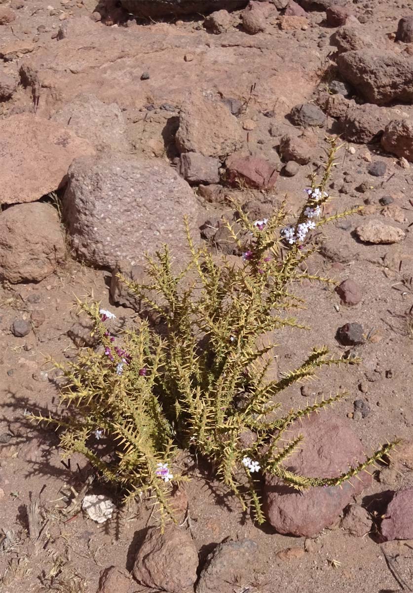 Image of Junellia seriphioides specimen.