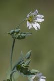 Cerastium davuricum