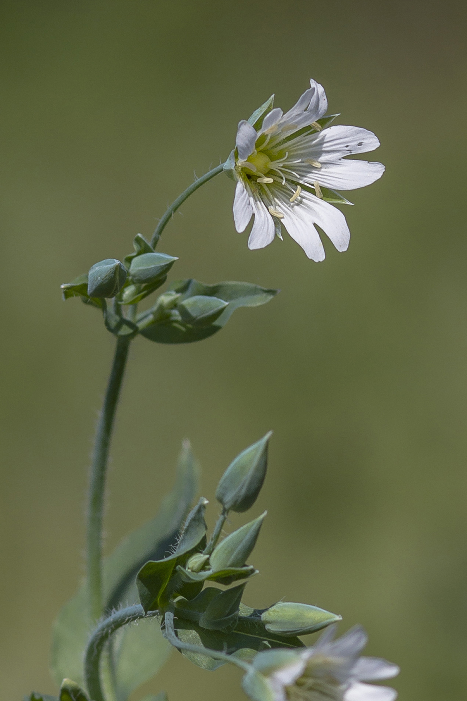 Изображение особи Cerastium davuricum.