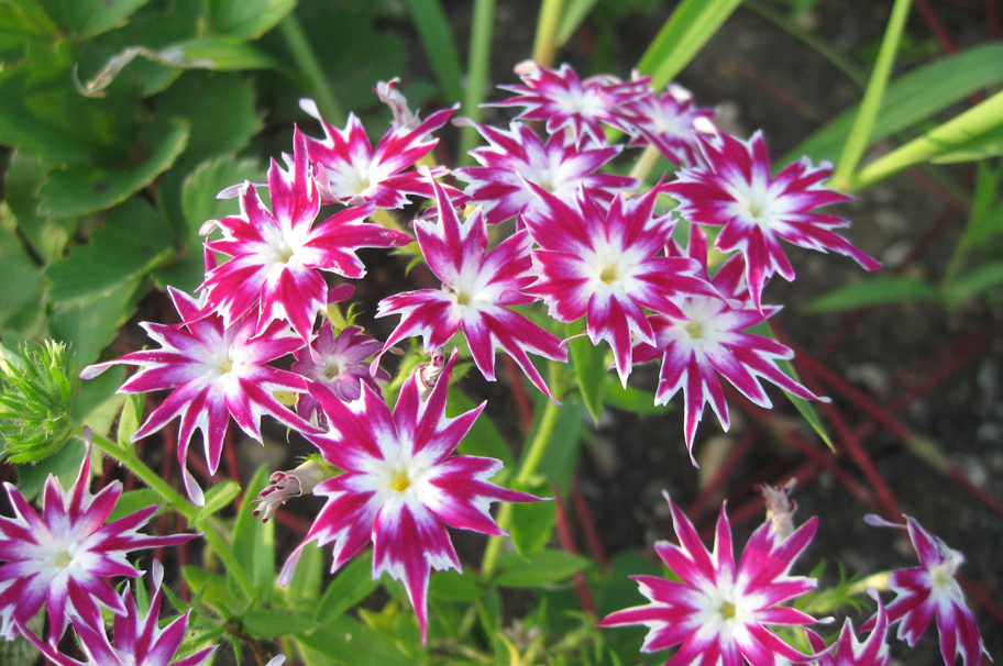 Image of Phlox drummondii specimen.