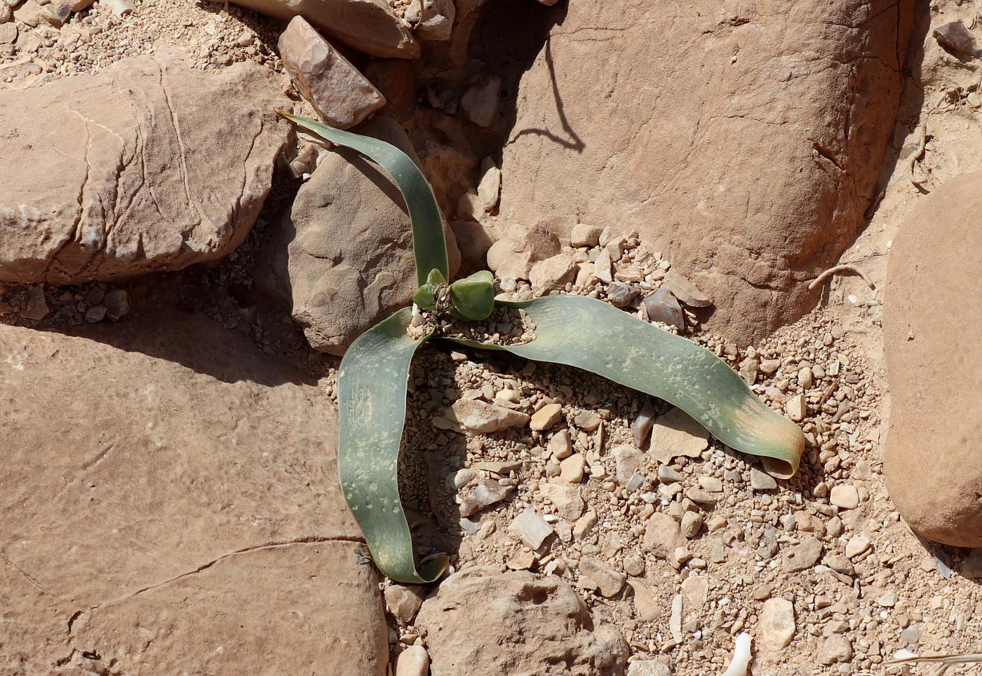 Image of Bellevalia desertorum specimen.