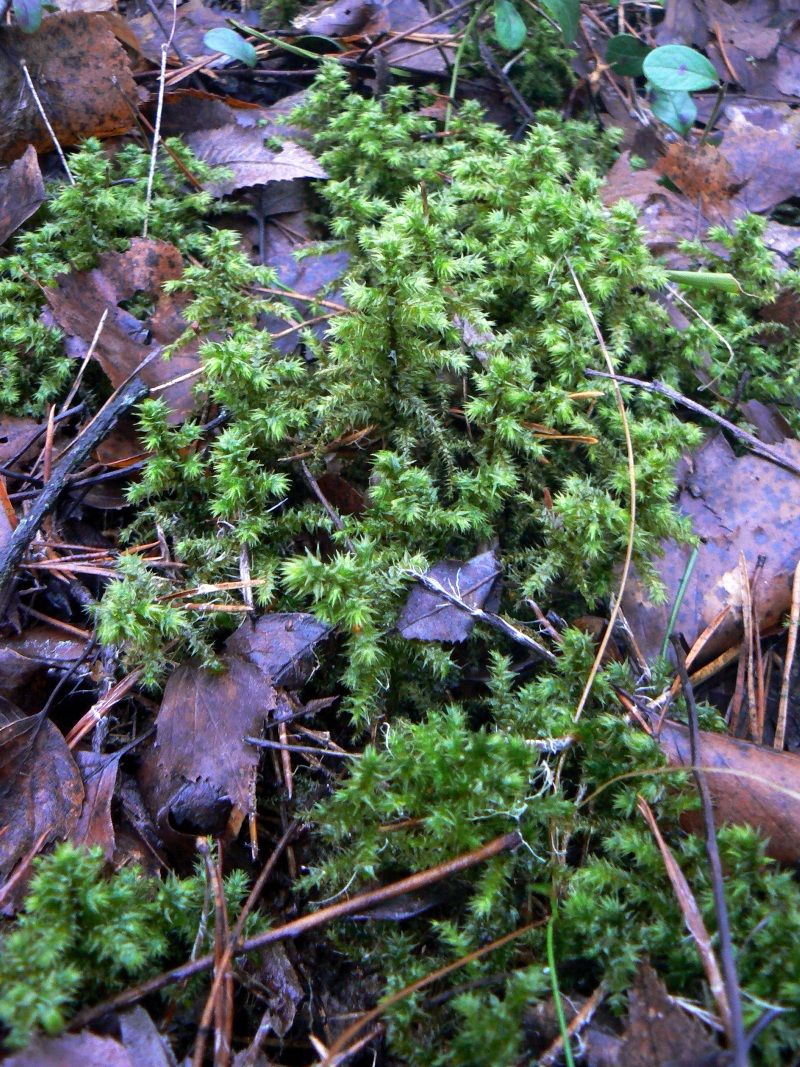 Image of Rhytidiadelphus triquetrus specimen.