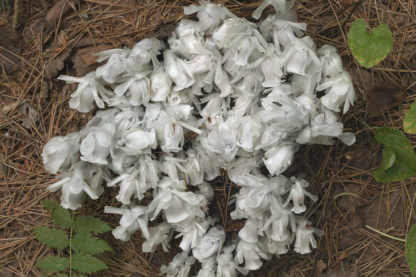 Image of Monotropastrum humile specimen.