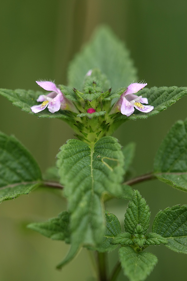 Изображение особи Galeopsis bifida.