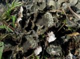 Peltigera didactyla