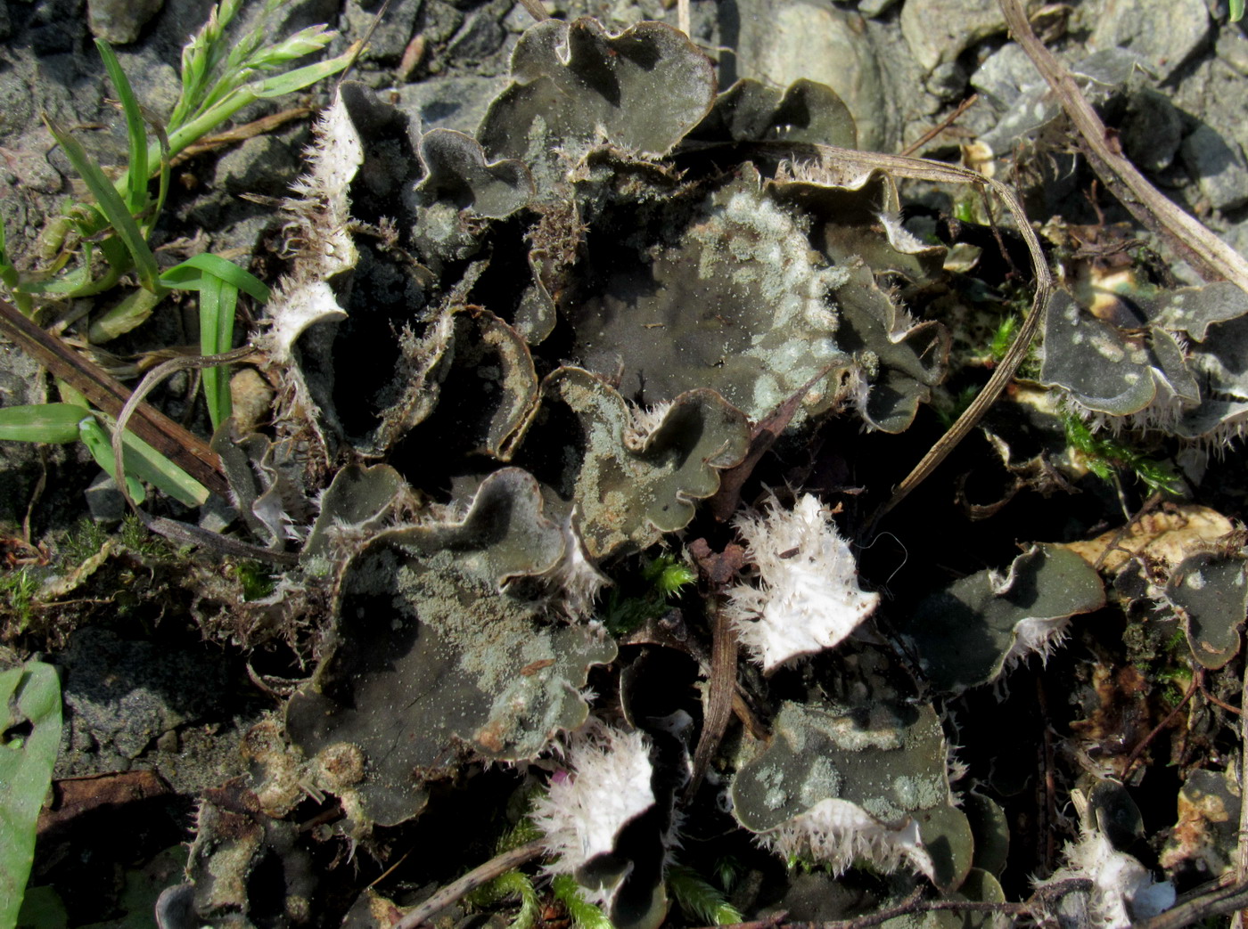 Image of Peltigera didactyla specimen.