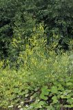 Melilotus officinalis. Цветущее растение. Карельский перешеек, окр. Сертолово, на просеке газопровода. 14.07.2019.