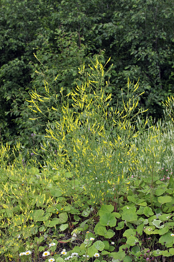 Изображение особи Melilotus officinalis.