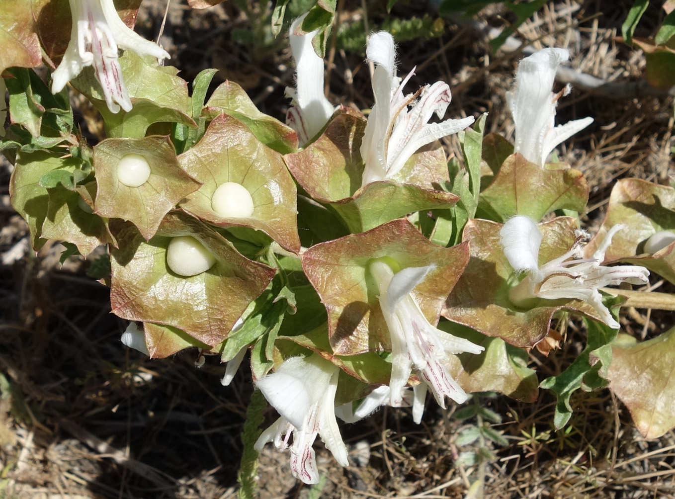 Изображение особи Lagochilus platycalyx.