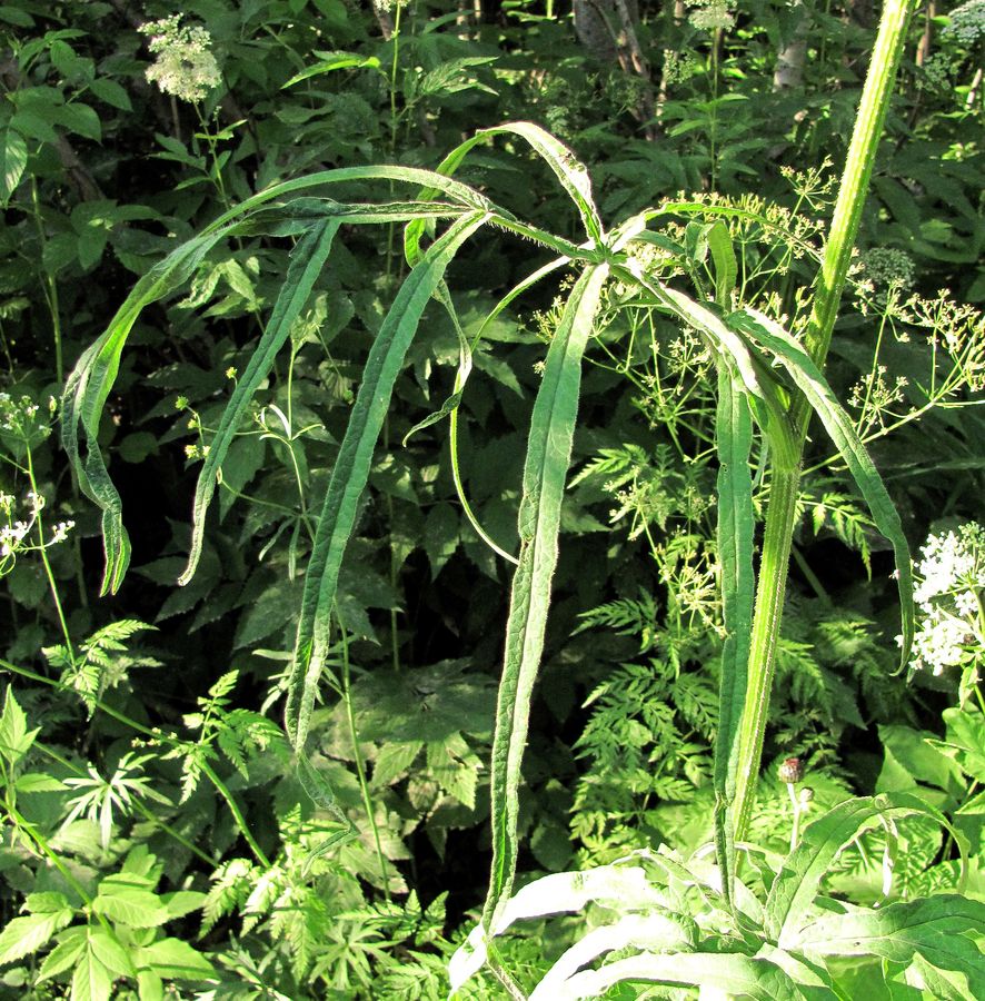 Изображение особи Heracleum sibiricum.