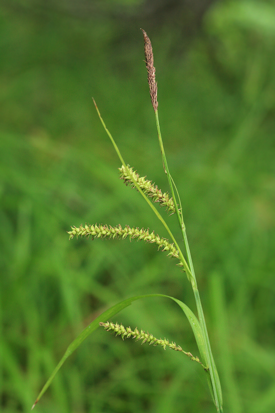 Изображение особи Carex dispalata.