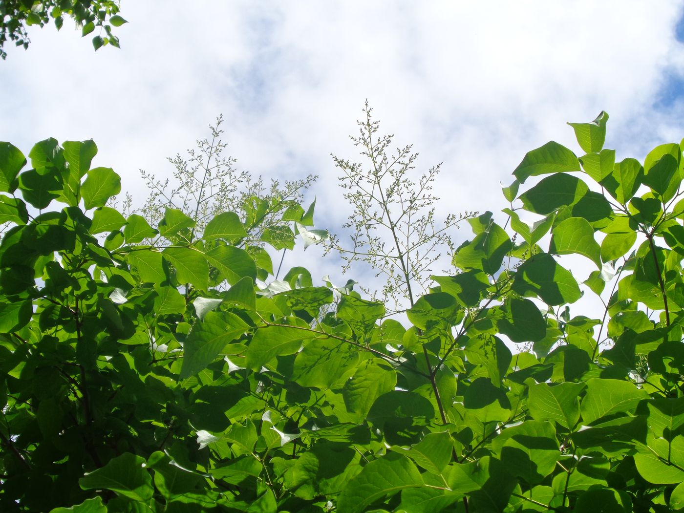 Image of Syringa amurensis specimen.