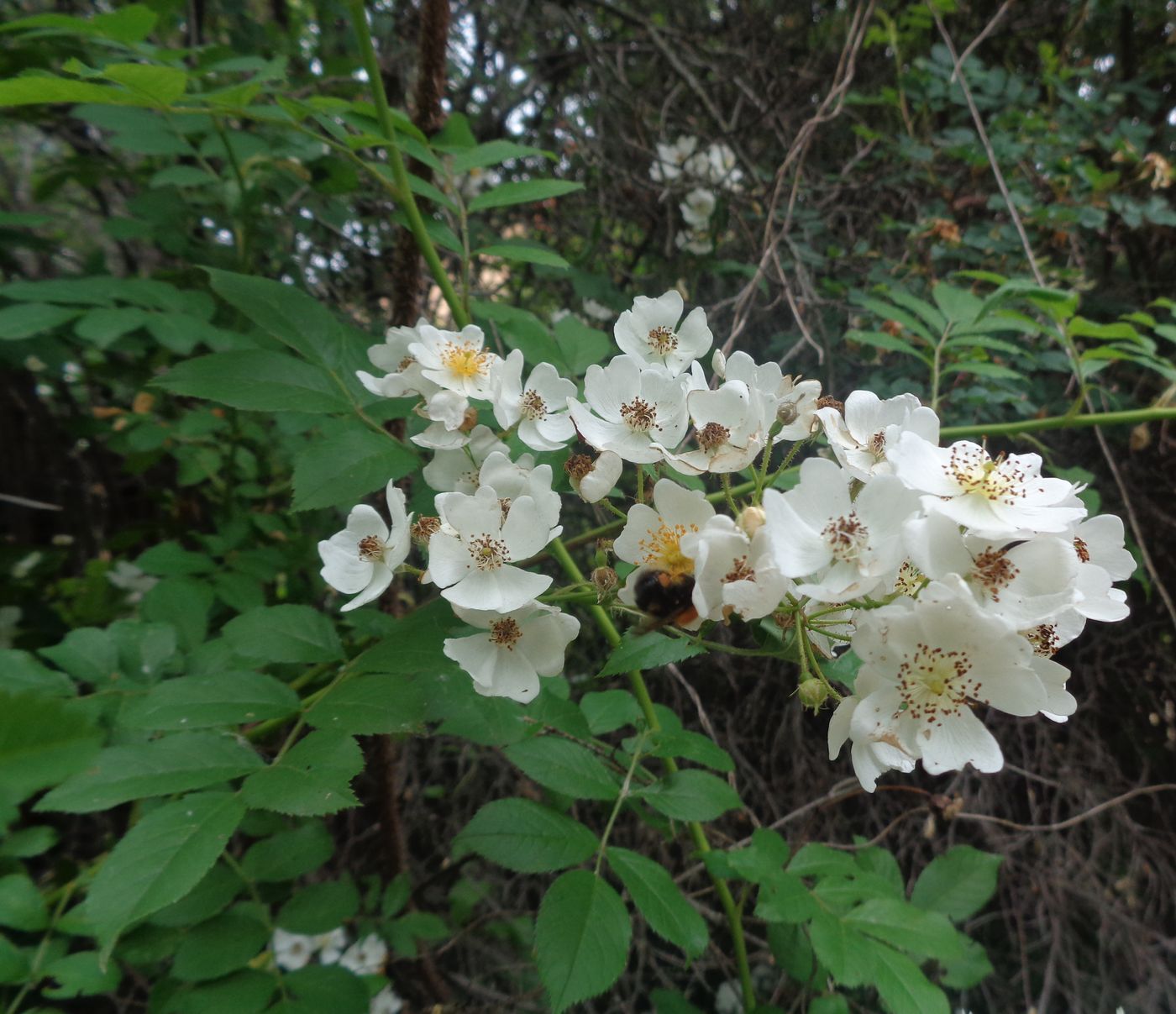 Изображение особи Rosa multiflora.