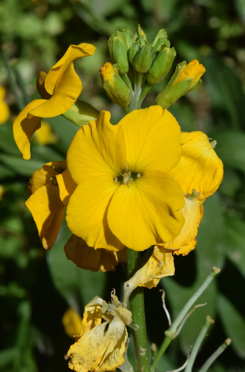 Image of Cheiranthus cheiri specimen.