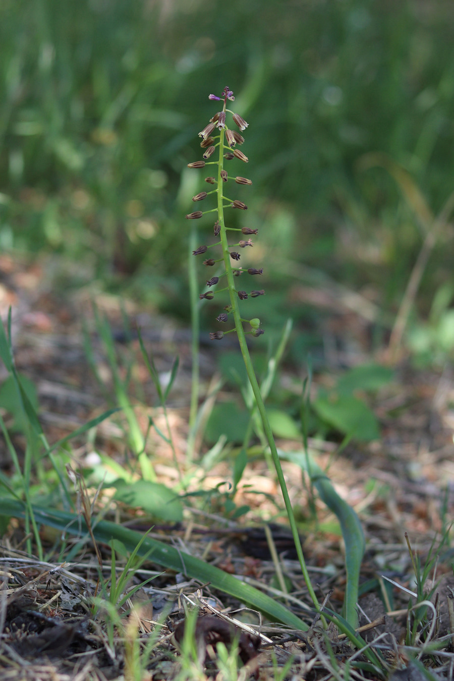 Image of Bellevalia lypskyi specimen.