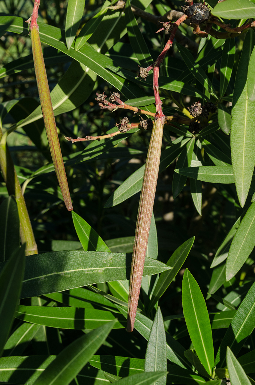 Image of Nerium oleander specimen.