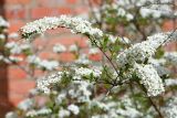 Spiraea × cinerea