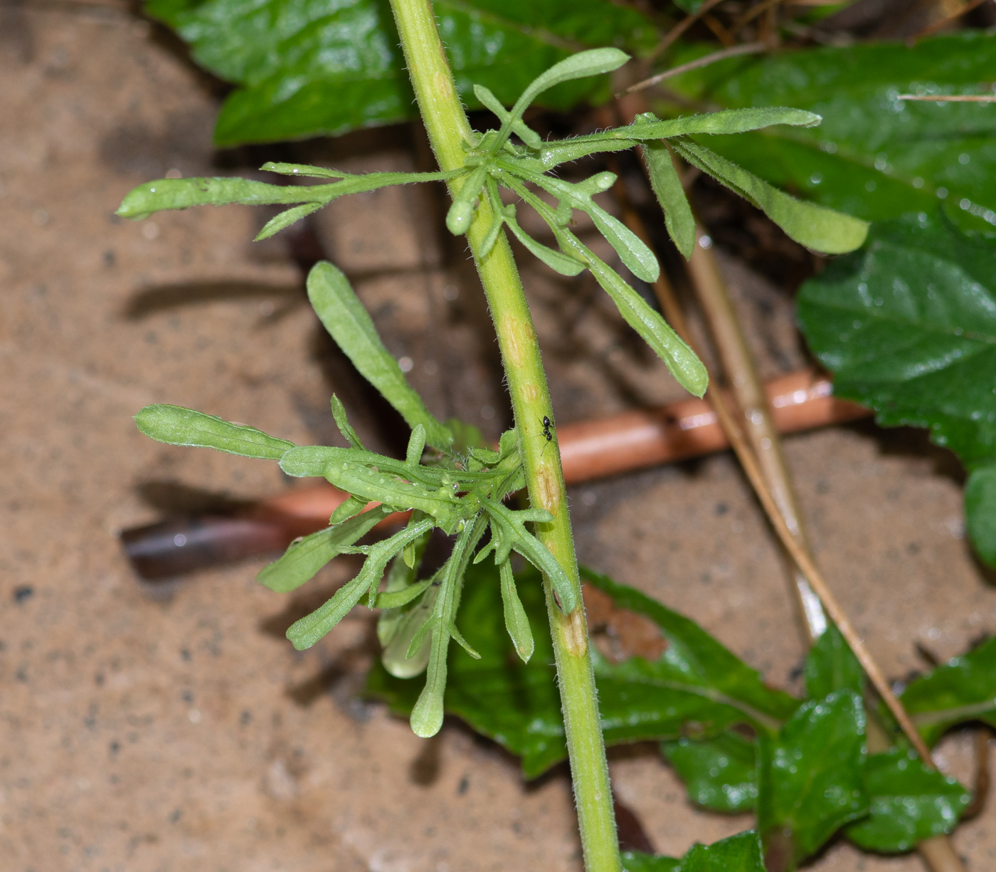 Image of Nidorella resedifolia specimen.