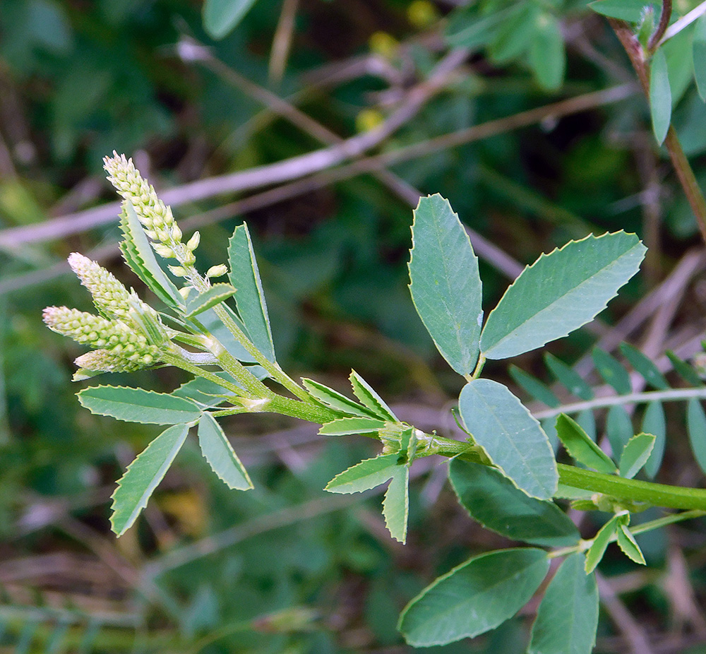 Изображение особи Melilotus officinalis.