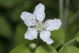 Rubus caesius