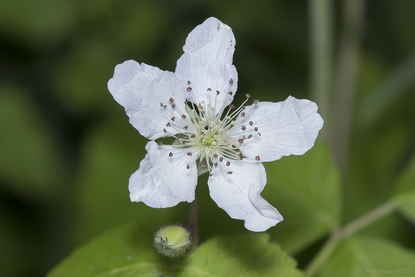 Изображение особи Rubus caesius.