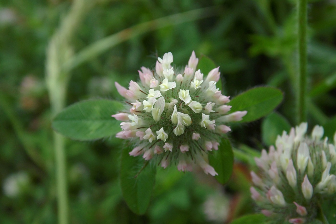 Image of Trifolium diffusum specimen.