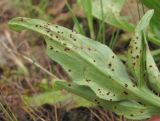Valeriana cardamines