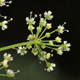 Spuriopimpinella calycina. Элементарное соцветие. Приморский край, Шкотовский р-н, хр. Большой Воробей, выс. 500 м н.у.м., в смешанном лесу. 24.07.2020.