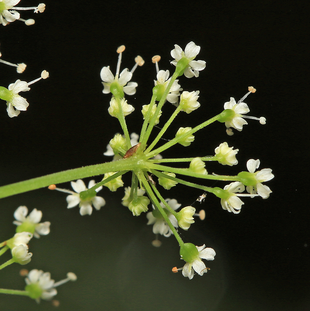 Image of Spuriopimpinella calycina specimen.