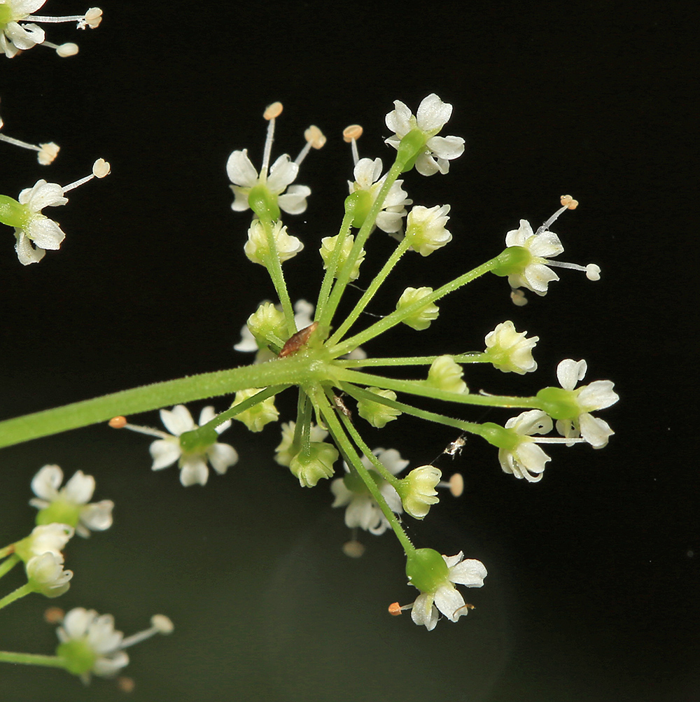 Изображение особи Spuriopimpinella calycina.