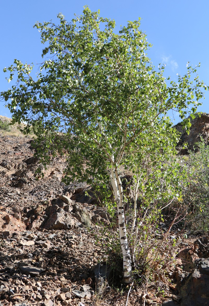 Изображение особи Betula pendula.