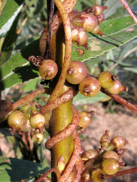 Image of Cuscuta lupuliformis specimen.