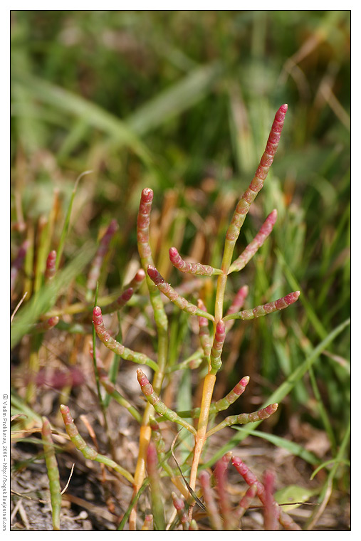 Изображение особи Salicornia perennans.